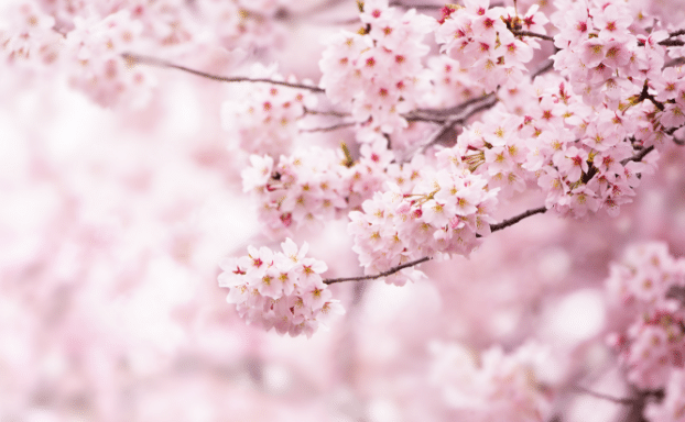 washington d.c. cherry blossoms